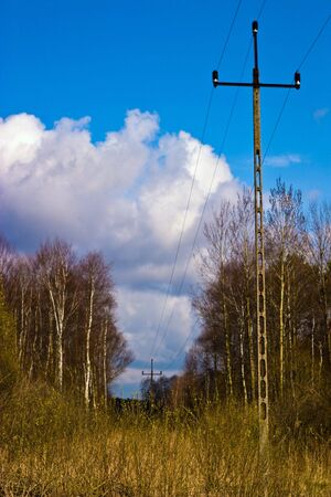winter landscape of young grey forest with bright blue sky
の写真素材