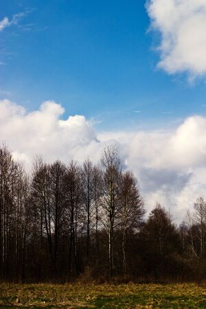 winter landscape of young grey forest with bright blue sky
の写真素材