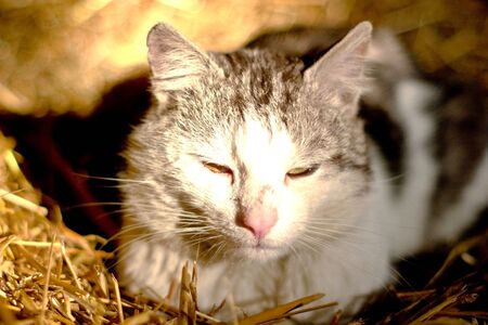 Kitten playing outside and looking at photographer (series Animals)
の写真素材