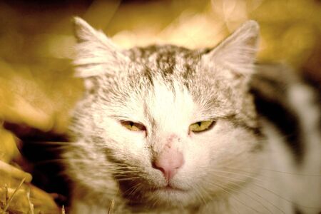 Kitten playing outside and looking at photographer (series Animals)
の写真素材