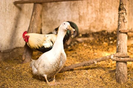 Image shows hen, duck searching for food, chicken seriesの写真素材