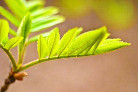 plants for natural background,
fluffy wild plant grouped in sunny day 
の写真素材