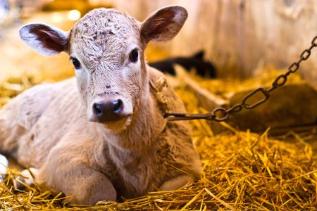 The young black end white cow stands on straw in barnの写真素材