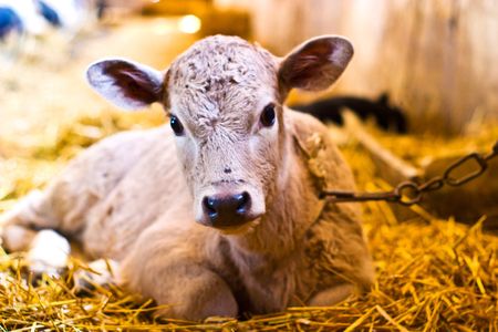 The young black end white cow stands on straw in barnの写真素材