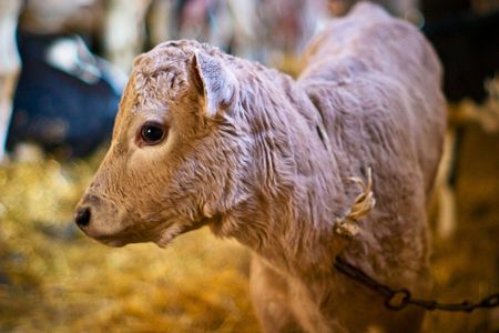 The young black end white cow stands on straw in barnの写真素材