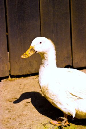 Image shows duck searching for food, duck seriesの写真素材