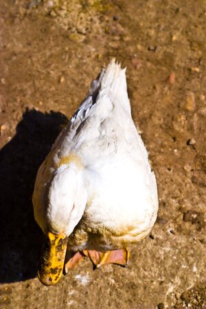 Image shows duck searching for food, duck seriesの写真素材