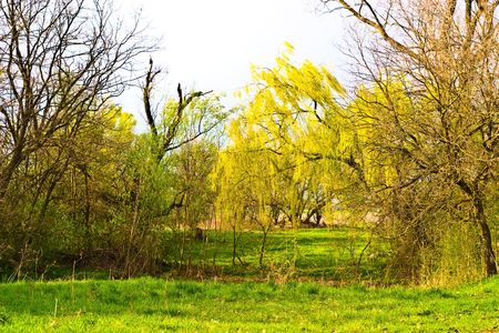spring landscape of young grey forest with bright blue sky
の写真素材
