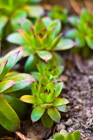 plants for natural background,
fluffy wild plant grouped in sunny day 
の写真素材