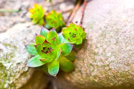 plants for natural background,
fluffy wild plant grouped in sunny day 
の写真素材