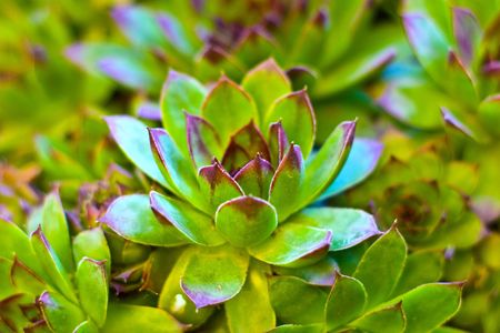 plants for natural background,
fluffy wild plant grouped in sunny day 
の写真素材