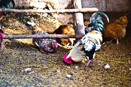 Image shows chicken searching for food, chicken seriesの写真素材