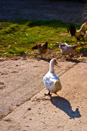 Image shows duck searching for food, duck seriesの写真素材