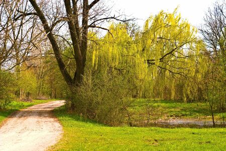 spring landscape of young grey forest with bright blue sky
の写真素材