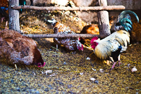 Image shows chicken searching for food, chicken seriesの写真素材
