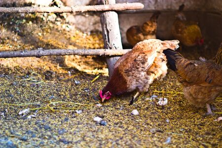 Image shows chicken searching for food, chicken seriesの写真素材