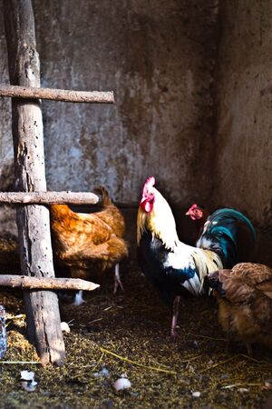 Image shows chicken searching for food, chicken seriesの写真素材