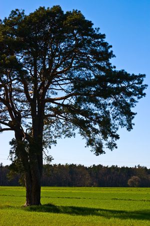 spring landscape of young grey forest with bright blue sky
の写真素材