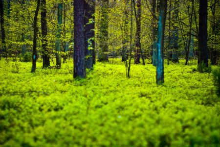 spring landscape of young grey forest with bright blue sky
の写真素材