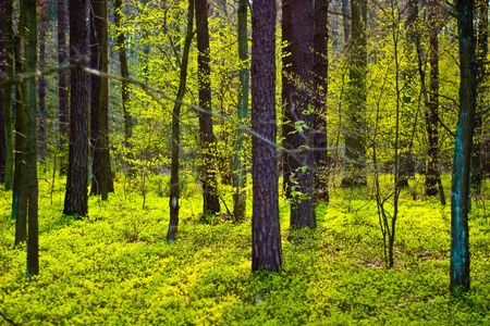 spring landscape of young grey forest with bright blue sky
の写真素材