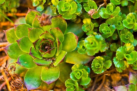 plants for natural background,
fluffy wild plant grouped in sunny day 
の写真素材