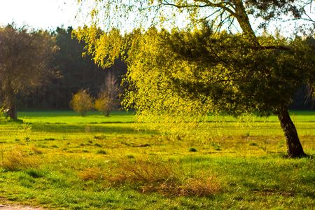 plants for natural background,
fluffy wild plant grouped in sunny day 
の写真素材