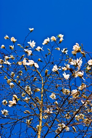flowers on colorfull background - macro photoの写真素材