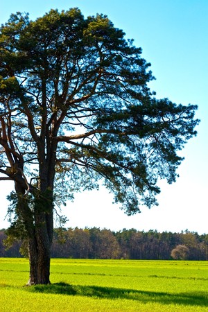 spring landscape of young grey forest with bright blue sky
の写真素材
