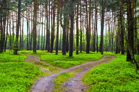 spring landscape of young grey forest with bright blue sky
の写真素材