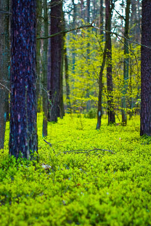 spring landscape of young grey forest with bright blue sky
の写真素材