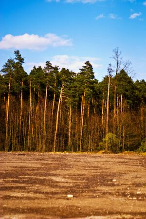 spring landscape of young grey forest with bright blue sky
の写真素材