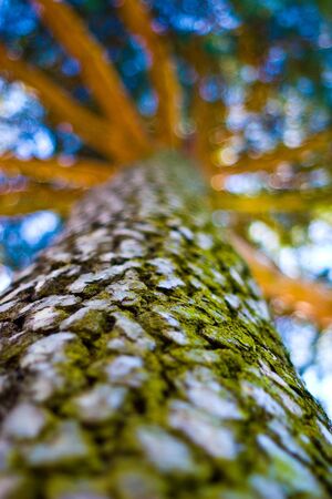 spring landscape of young grey forest with bright blue sky
の写真素材
