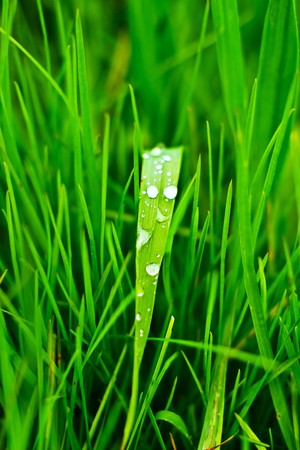 plants for natural background,
fluffy wild plant grouped in sunny day 
の写真素材