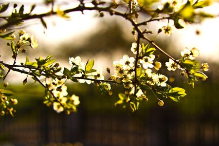 plants for natural background,
fluffy wild plant grouped in sunny day 
の写真素材