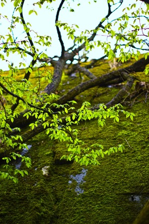 plants for natural background,
fluffy wild plant grouped in sunny day 
の写真素材