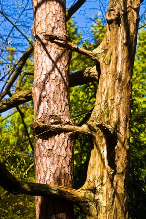 old grey wood textured for abstract background
の写真素材