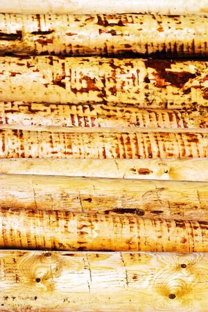 old grey wood textured for abstract background
の写真素材