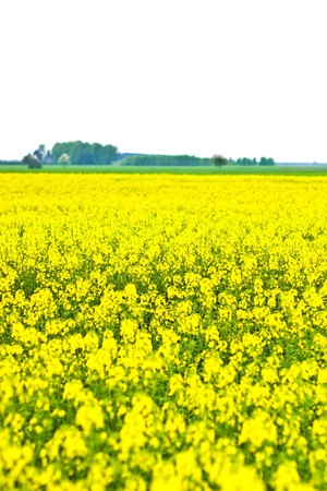 flowers on colorfull background - macro photoの写真素材