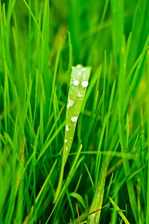 plants for natural background,
fluffy wild plant grouped in sunny day 
の写真素材