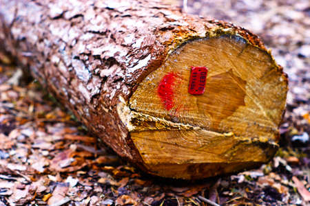 old grey wood textured for abstract background
の写真素材