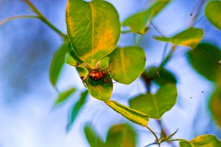 plants for natural background,
fluffy wild plant grouped in sunny day 
の写真素材