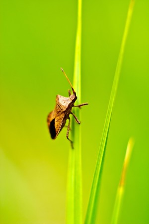 insect resting on a plant, insect sitting on a green grass 