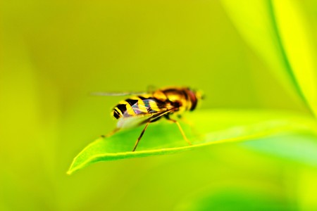 insect resting on a plant, insect sitting on a green grass の写真素材