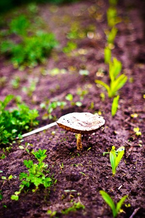 forest mushroom in moss after bir longtime rain
の写真素材
