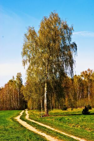spring landscape of young grey forest with bright blue sky
の写真素材