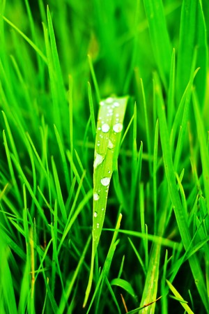 plants for natural background,
fluffy wild plant grouped in sunny day 
の写真素材