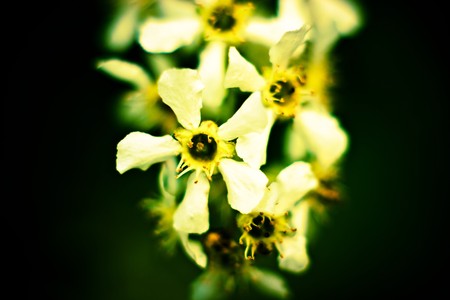 plants for natural background,
fluffy wild plant grouped in sunny day 
の写真素材