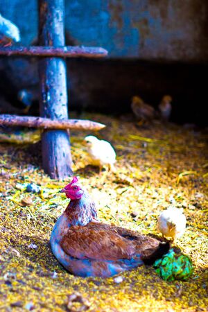 Image shows chicken searching for food, chicken seriesの写真素材