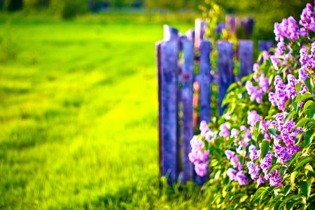 Old wooden boundary fence with nails on sunny day
の写真素材