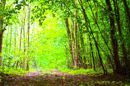 spring landscape of young grey forest with green trees
